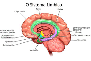 sistema-limbico